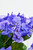 24" Hydrangea Bush X 10 Close Up