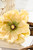 29" Giant Ranunculus Stem White Close Up