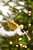 Animated Tree Topper, Angel Circles The Tree Close Up