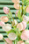 Close Up of Egg Easter Tree