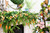 Spring Garland Bundle
