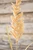 38" Golden Field Grass Stalk - Close-Up