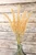 38" Golden Field Grass Stalk - Multiple Stalks Styled in Glass Vase