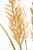 38" Golden Field Grass Stalk Close Up