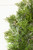 18" Cypress Berry Wreath - Close Up