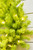30" Lime Green Wreath with LED Lights - Close Up