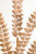 32" Champagne Gold Jeweled Fern Spray - Close Up