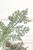 19'' Incense Cedar Glitter Spray - Sage - Close Up
