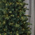 Close up Palmetto Pine