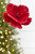 24" Red Velvet Beaded Edge Magnolia