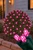 Net Pink - 5mm 100L 4'x6' on bush