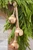 18" Gold Iron Jingle Bells & Jute Rope Ornament