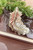 5" - 6" Glitter Glass Feather Ornament - Bronze Option