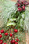 16" Green & Burgundy Berry Pine Cedar Pick - Close-Up