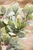 17" Flocked Mistletoe Christmas Bush - Leaf Detail