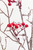32" Snow Berry Spray - Close-Up