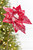 19" x 13.5" Snowy Red Poinsettia Stem