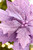 19" x 13.5" Lavender Glitter Poinsettia Stem - Close-Up