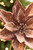 22" x 9" Bronze Poinsettia Stem - Close-Up