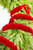 48" Red Velvet Roping on a wreath