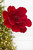 21" Red Velvet Magnolia Stem