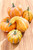 2.5" - 5.5" Farm Stand Pumpkin & Gourd - Bag of 5