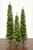 6' Whistler Pine Christmas Tree with 150 Warm White LED Lights - Shown with Additional Sizes
