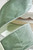 4" X 10 Yard Sage Green Deluxe Velvet Ribbon - Close-Up