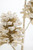 29" Iced Champagne Glitter Pinecone Stem - Close-Up