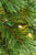 30" Montana Wreath Light Bulb