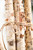 31.5" Decorative Birch Logs - Bundle of 5 - Close-Up