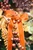 Harvest Orange Velvet Clip-on Bow O a Tree