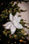 White Velvet Bedazzled Poinsettia Christmas Tree Flower Stem
