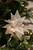 Sheer Champagne Glitter Poinsettia Christmas Tree Flower