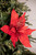 Giant Glitter Red Poinsettia Stem Christmas Tree Flower
