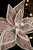 Faux Wood Poinsettia Christmas Tree Flower