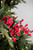 29” Red Crabapple Christmas Tree Spray