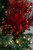 13” Glitter Berry/Cedar/Hard Pine Pick Christmas Tree Sprays