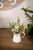 10” Aster Daisy Floral in White Pitcher Accent