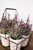 12” Potted Lavender Plants- Set of 6
