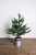 24” Farmhouse Potted Snowy Pine Tree