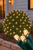 5MM Net Lights - Warm White on bush