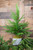 28” Potted Norfolk Real Touch Pine Tree