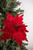 19” Velvet Glitter Poinsettia Stem