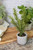 9” Herb in a Pot