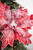 22” Long Red Frosted Poinsettia Stem Cranberry Christmas Flowers