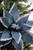22” Long Blue Gray Velvet Poinsettia with Silver Glitter Edge