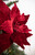 22" Red Fabric Poinsettia Stem Cardinal Christmas Flowers