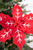 22” Red and White Felt Poinsettia with Red Berry Center