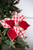 22” Red and White Checker Poinsettia Stem Cranberry Christmas Flowers